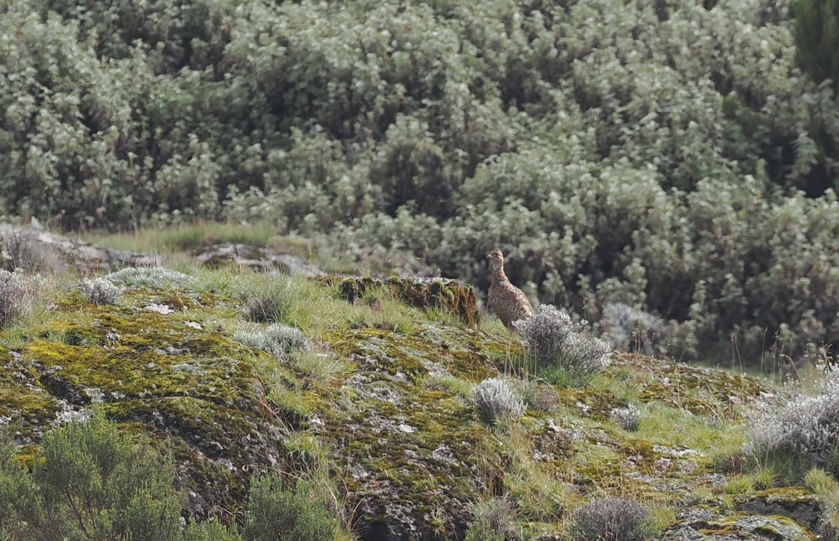 Moorland Francolin - ML626946918