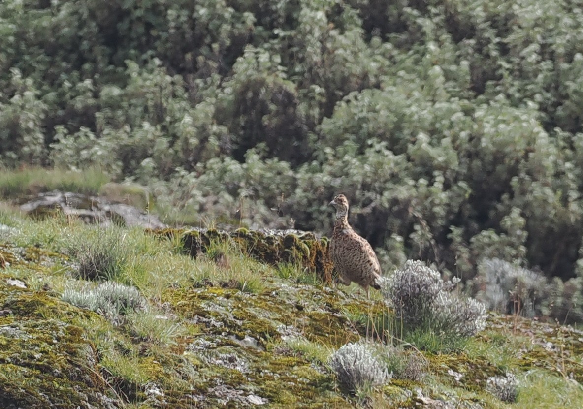 Moorland Francolin - ML626946919