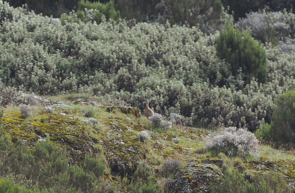 Moorland Francolin - ML626946922