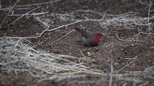 Red-billed Firefinch - ML626946940