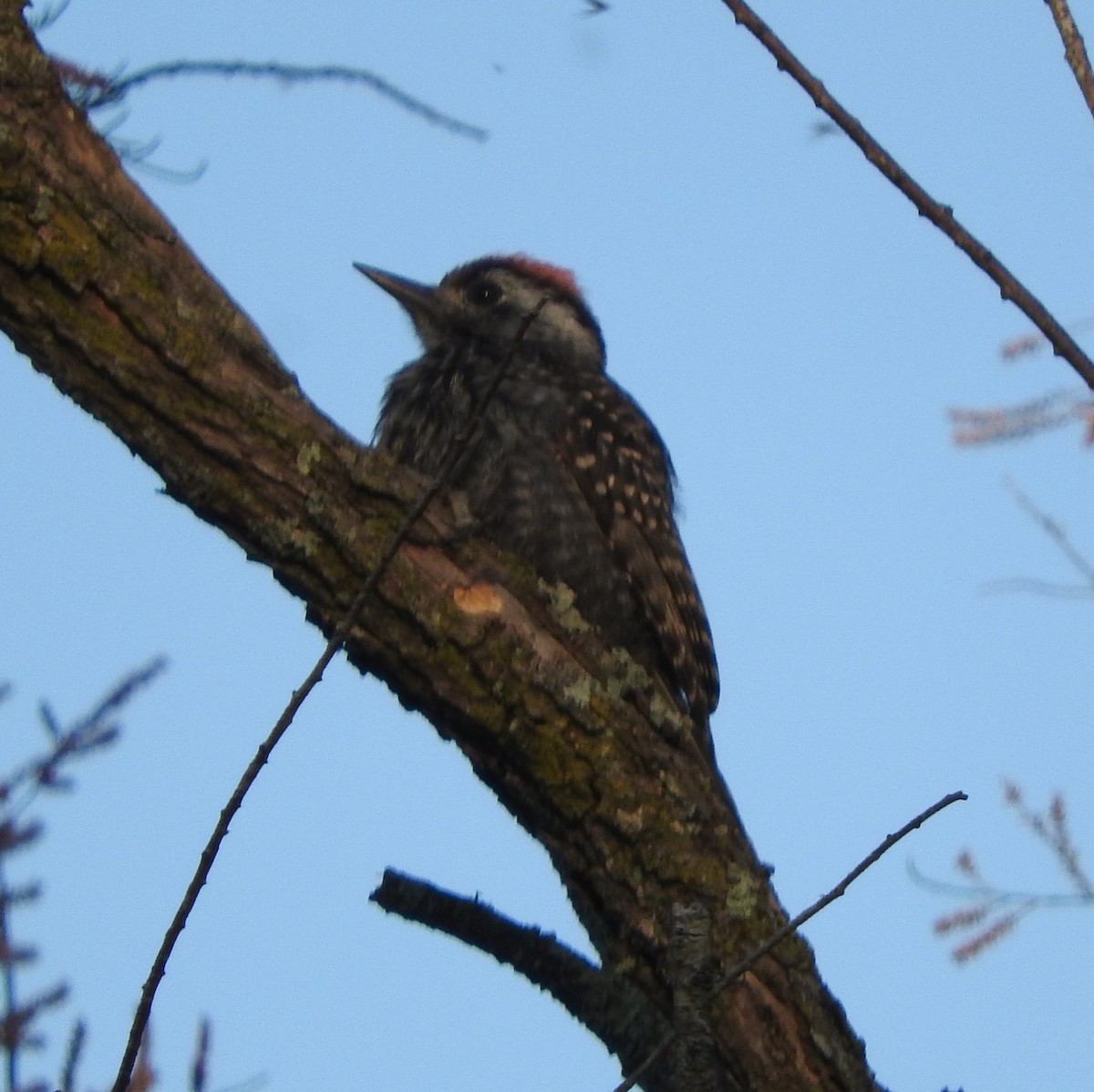 Olive Woodpecker - ML626946969