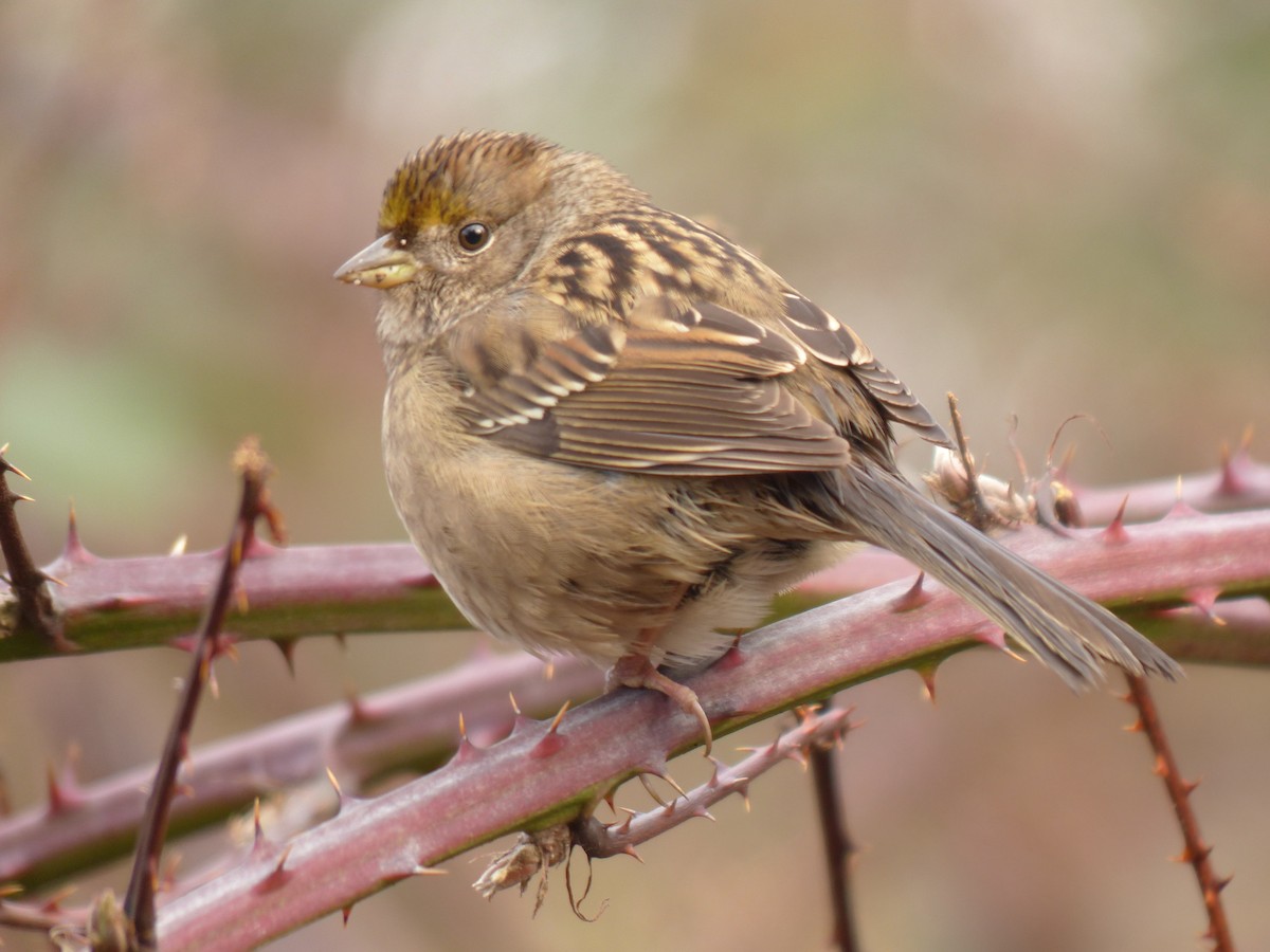 Golden-crowned Sparrow - ML626947251