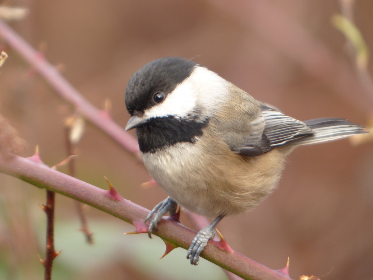 Black-capped Chickadee - ML626947260