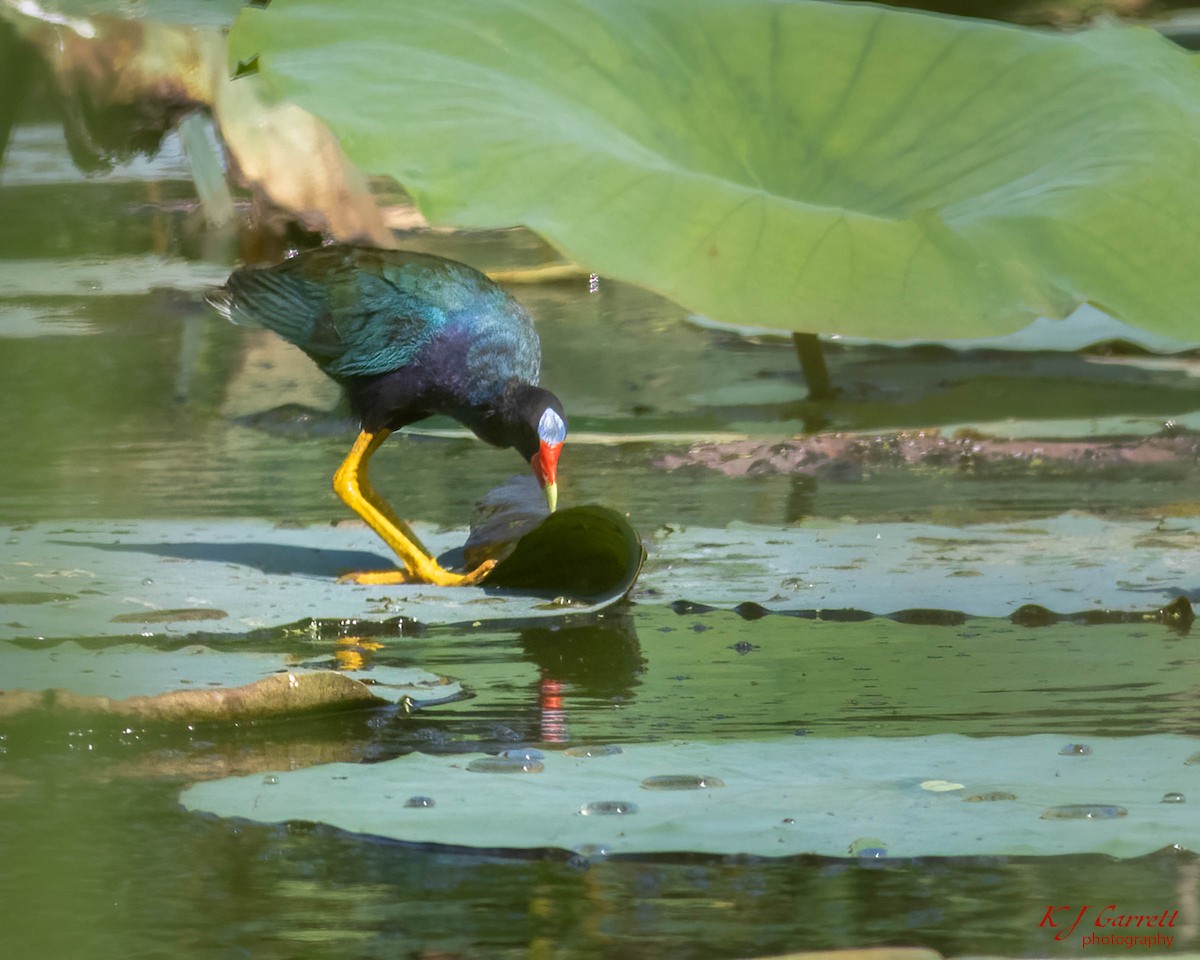 Purple Gallinule - ML626947262