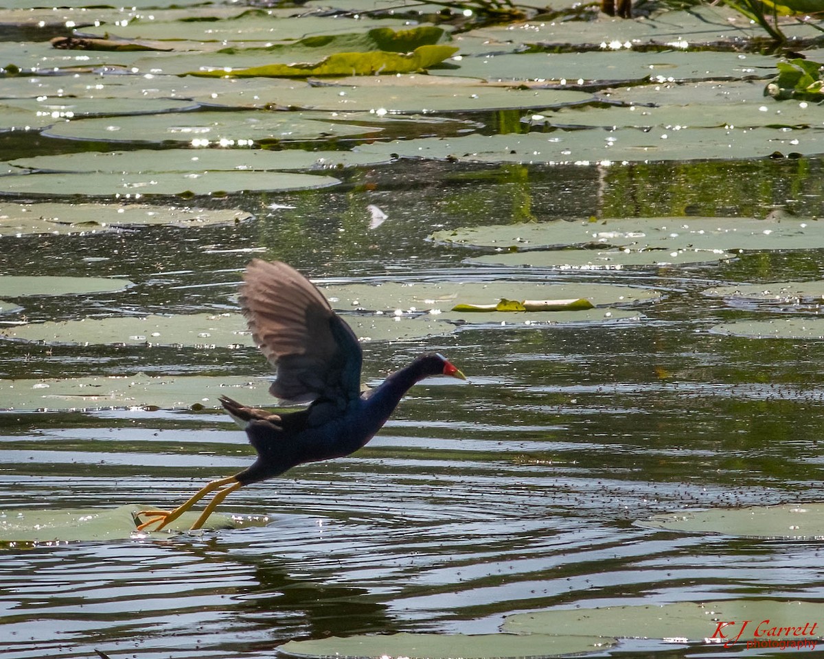 Purple Gallinule - ML626947264