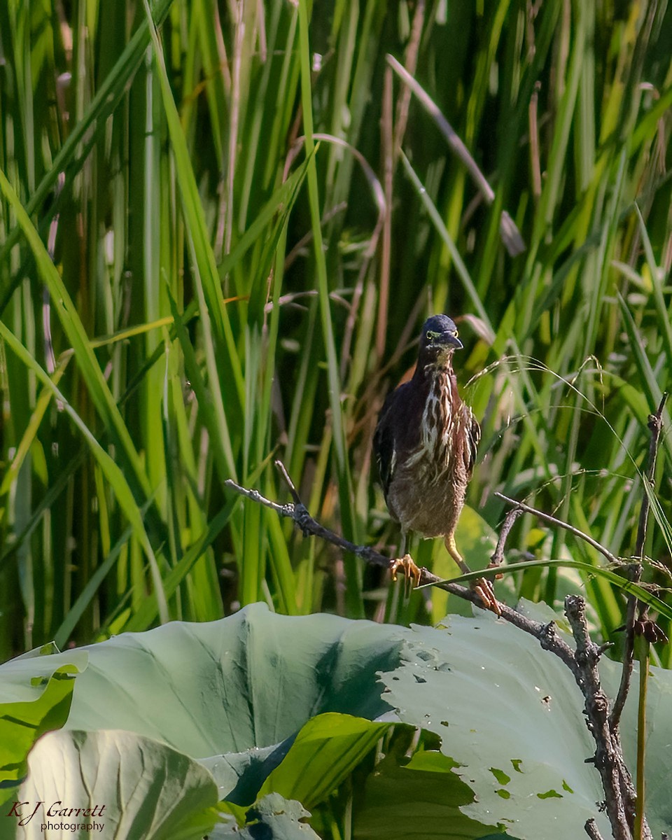 Green Heron - ML626947275