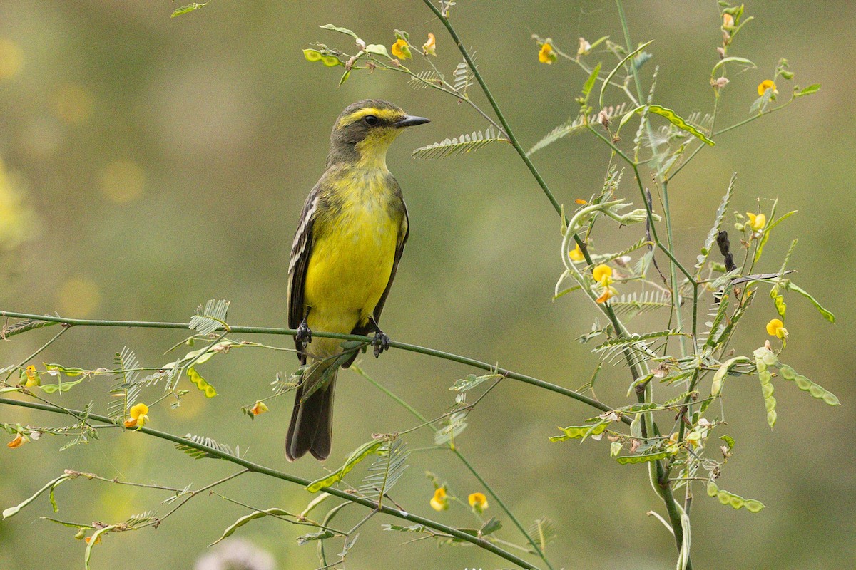 Yellow-browed Tyrant - ML626947349