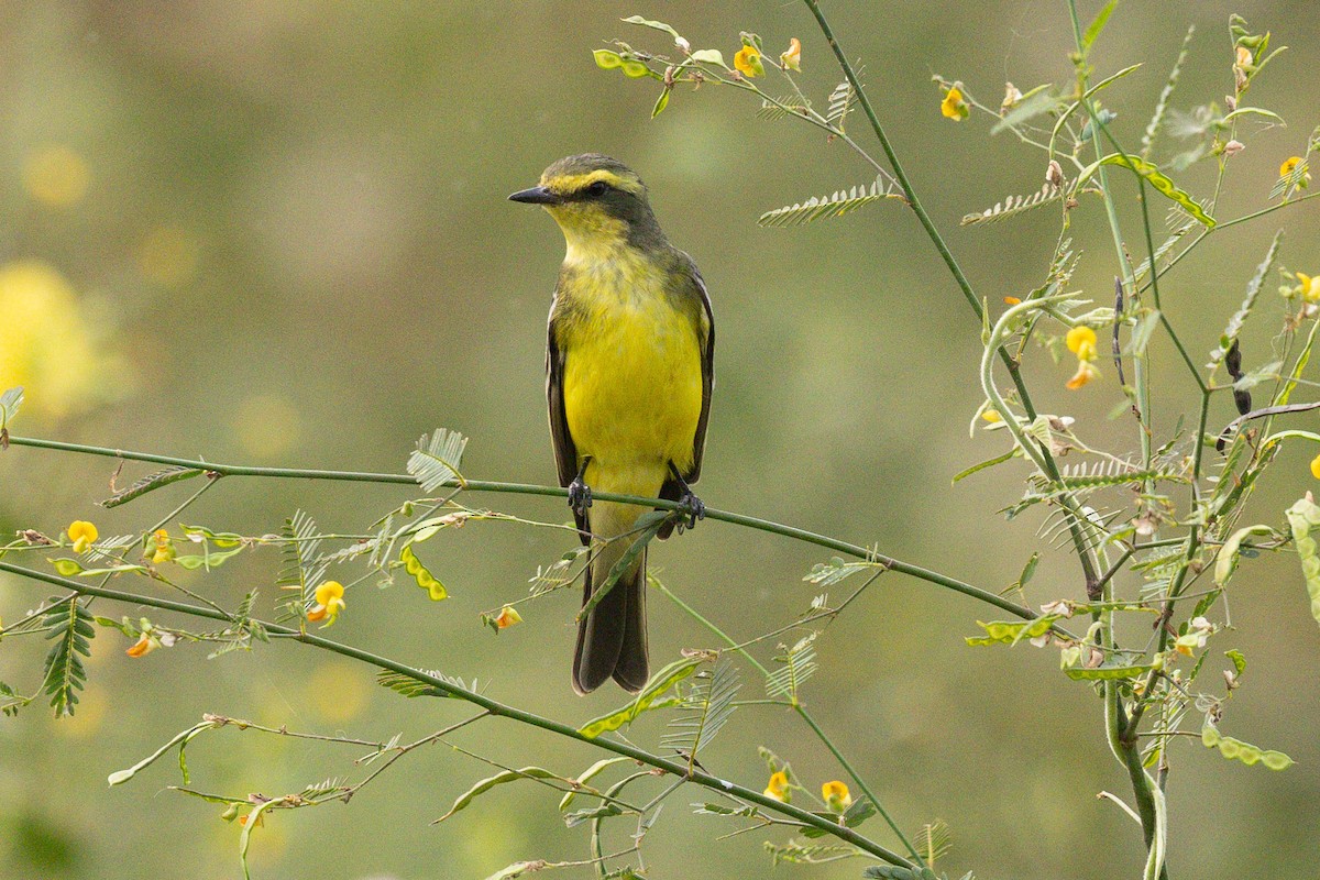 Yellow-browed Tyrant - ML626947350