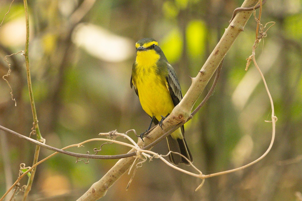 Yellow-browed Tyrant - ML626947466
