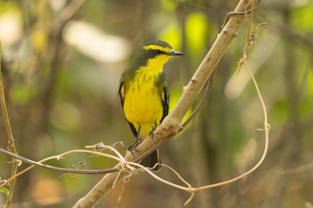 Yellow-browed Tyrant - ML626947467