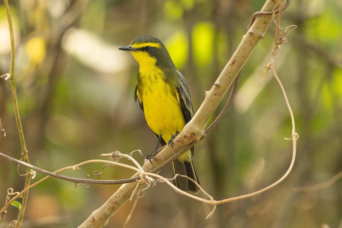 Yellow-browed Tyrant - ML626947468