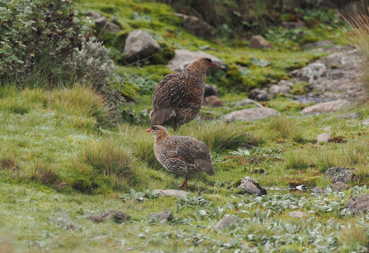 Chestnut-naped Spurfowl (Northern) - ML626947569
