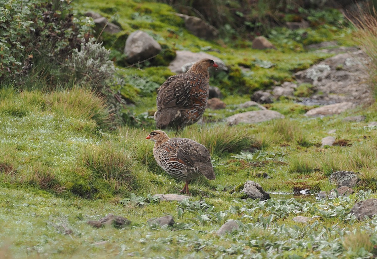 Chestnut-naped Spurfowl (Northern) - ML626947570