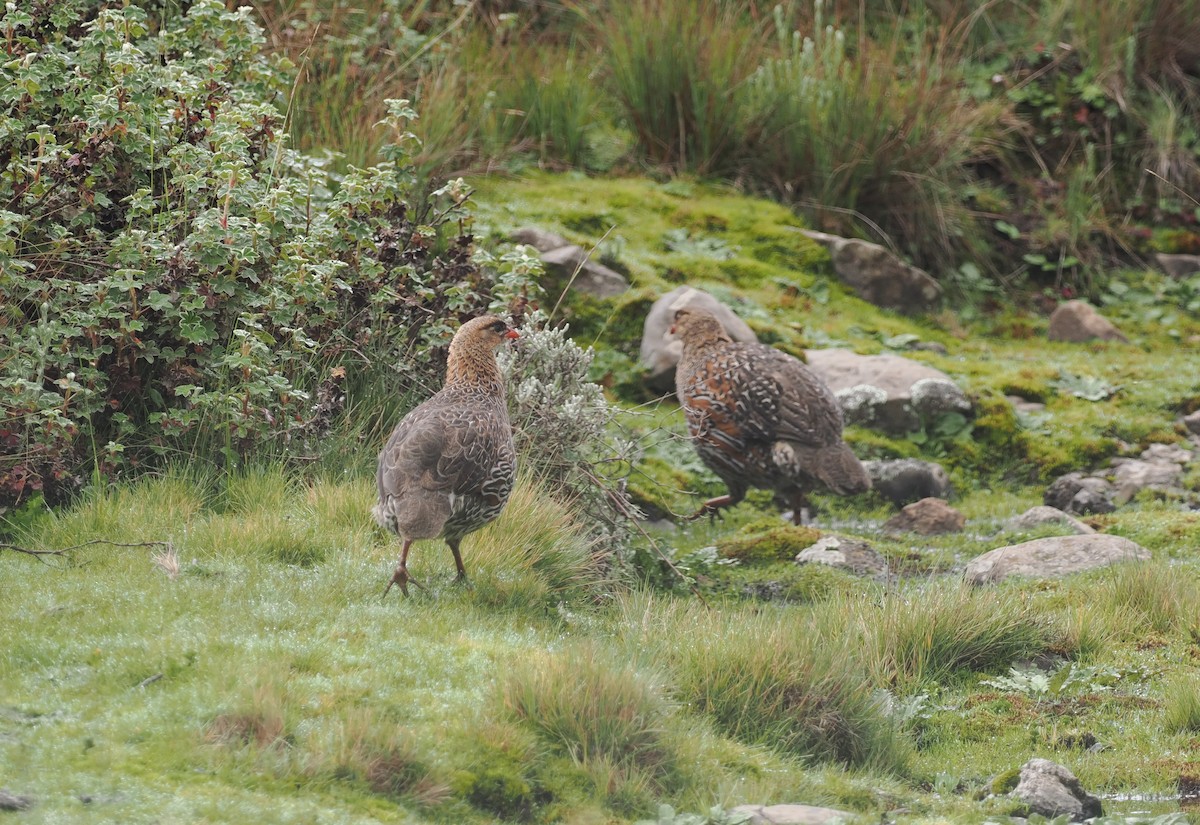 Chestnut-naped Spurfowl (Northern) - ML626947572