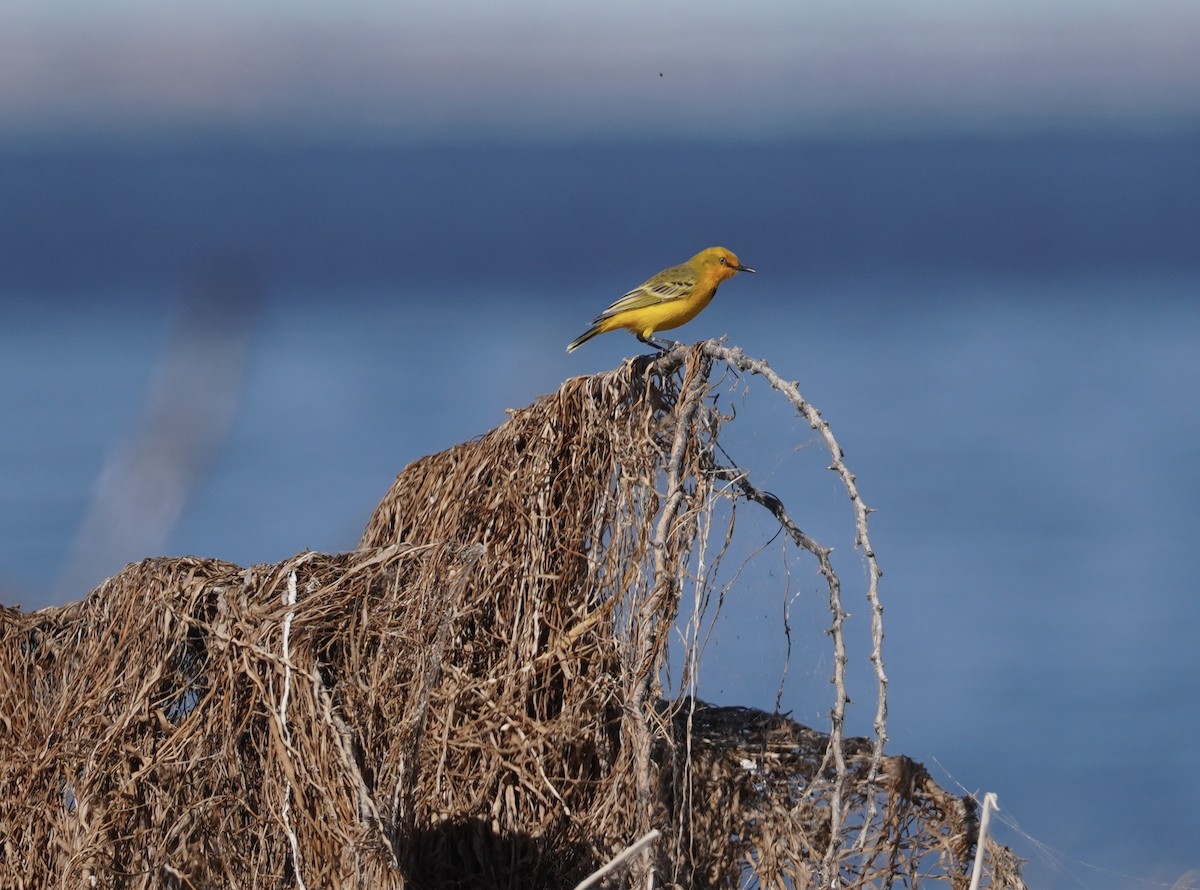 Yellow Chat - ML626947844