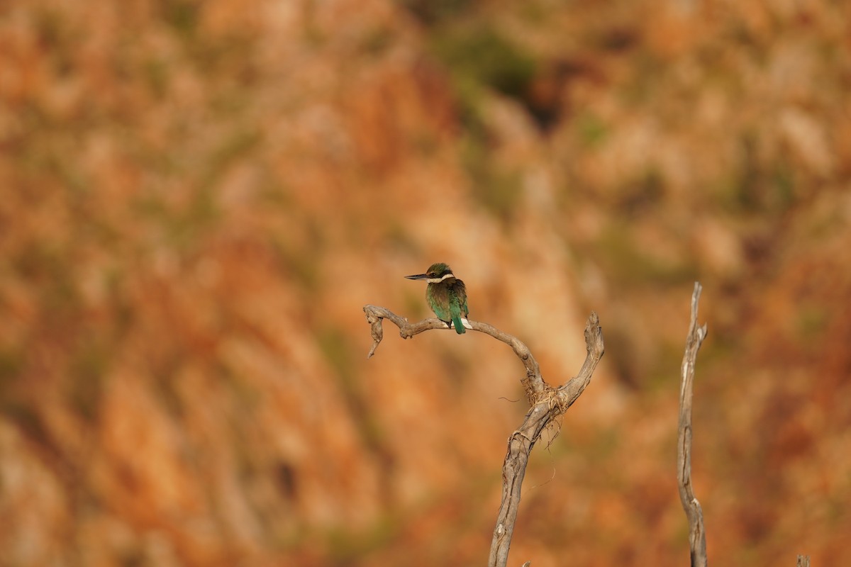 Sacred Kingfisher - ML626947849