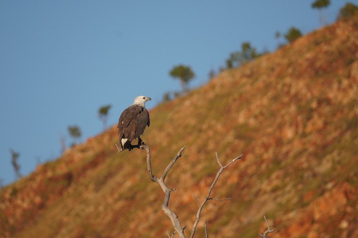 White-bellied Sea-Eagle - ML626947858