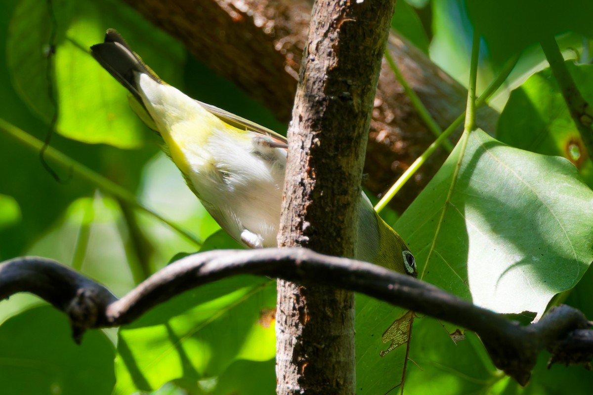 Chestnut-flanked White-eye - ML626948024