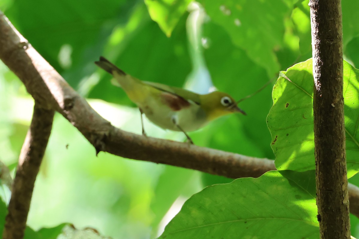 Chestnut-flanked White-eye - ML626948103