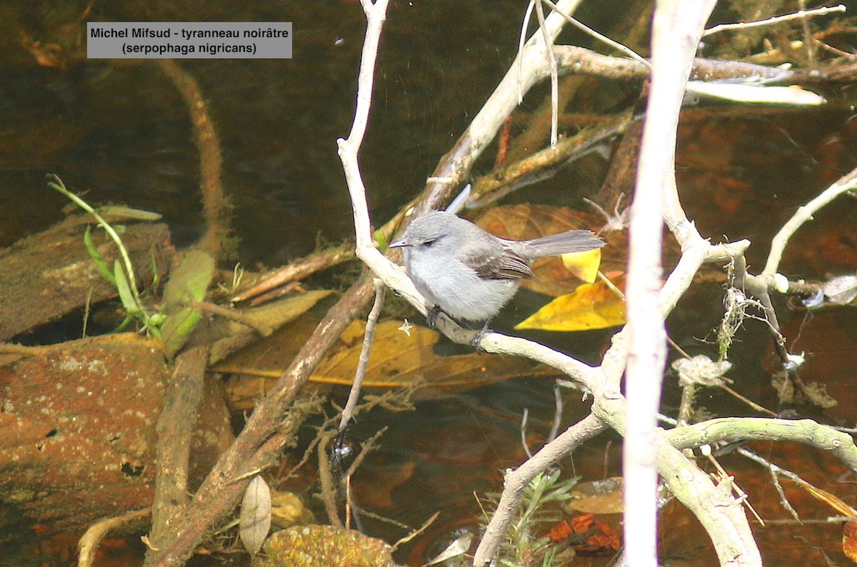 Sooty Tyrannulet - ML626948423