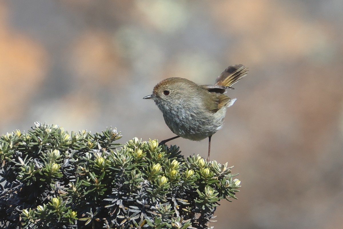 Tasmanian Thornbill - ML626948427