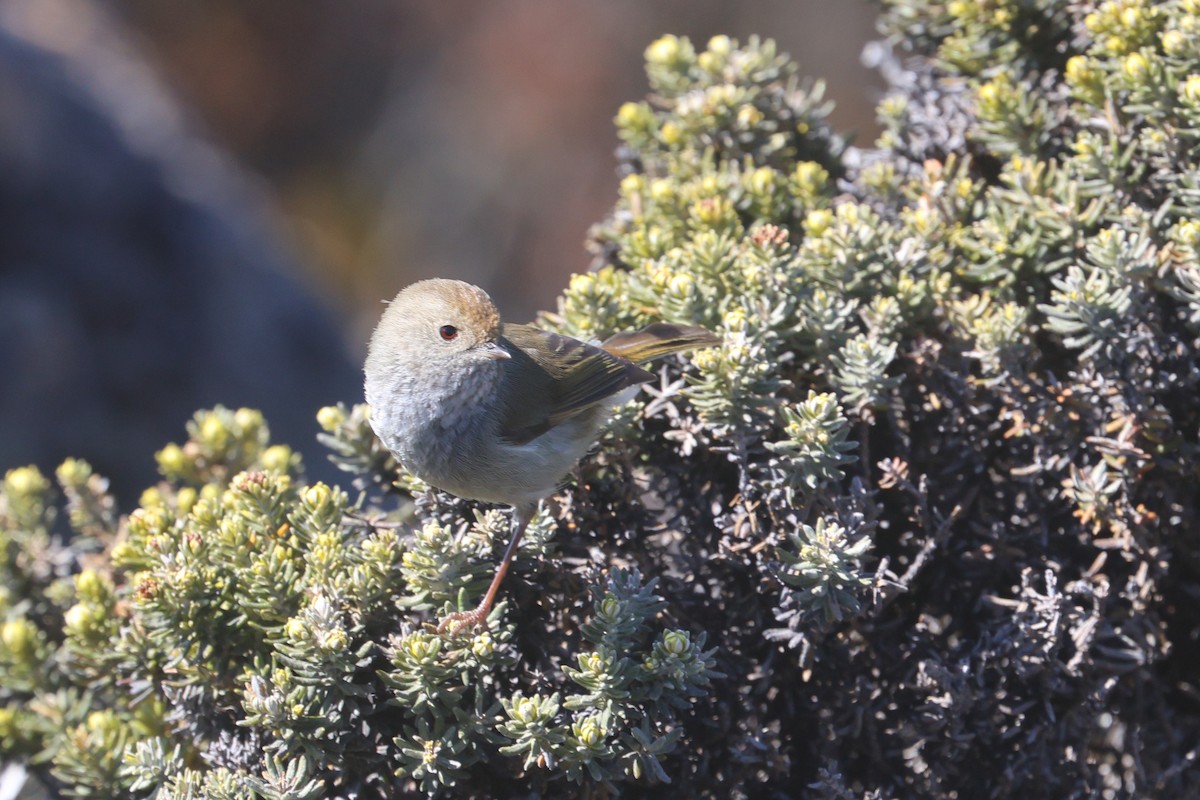 Tasmanian Thornbill - ML626948428