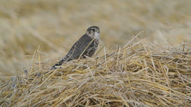 Merlin (Eurasian) - ML626948525