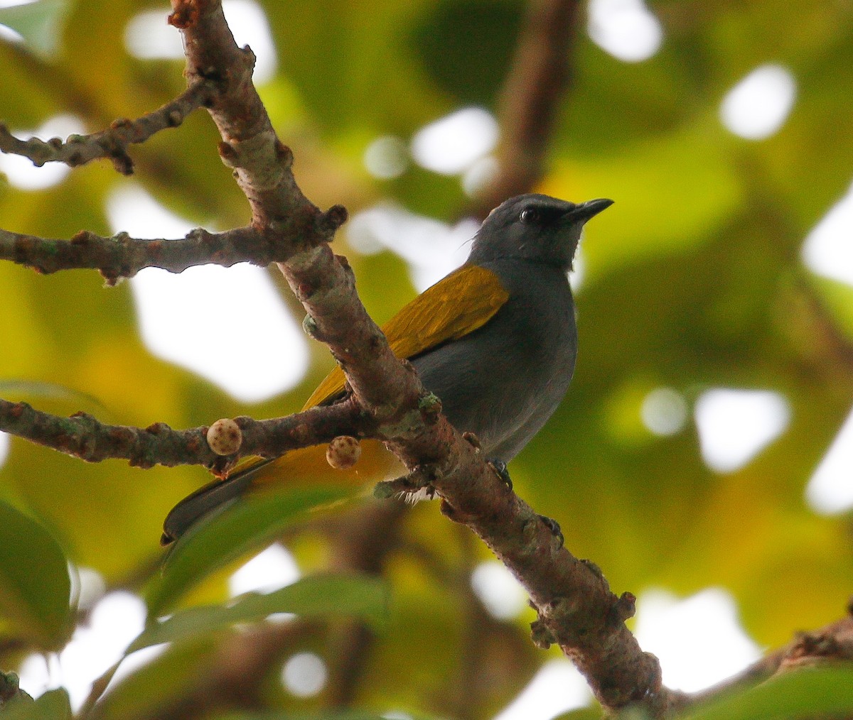 Gray-bellied Bulbul - ML626948583