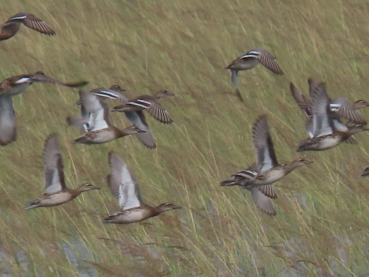 Garganey - ML626948786