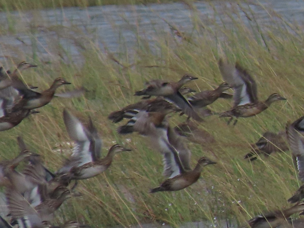 Garganey - ML626948787