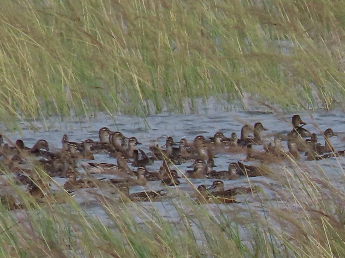 Garganey - ML626948788