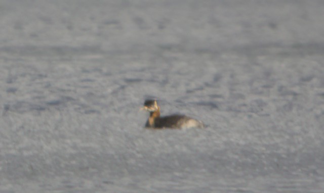 Red-necked Grebe - ML626948905
