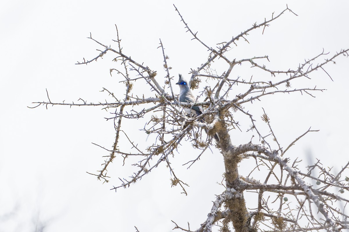 Verreaux's Coua - ML626948977