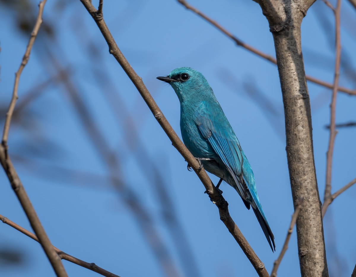 Verditer Flycatcher - ML626949028