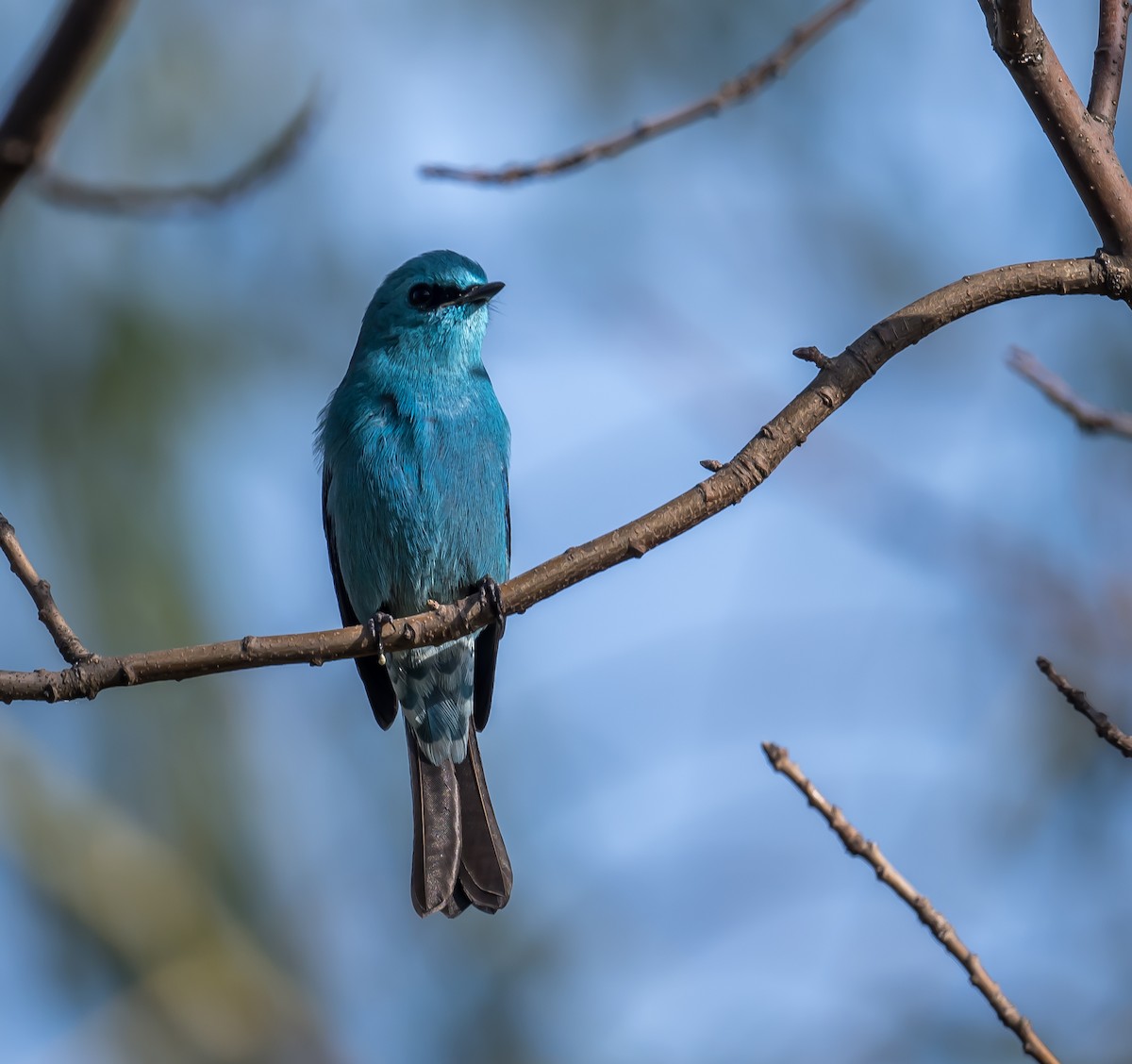 Verditer Flycatcher - ML626949029