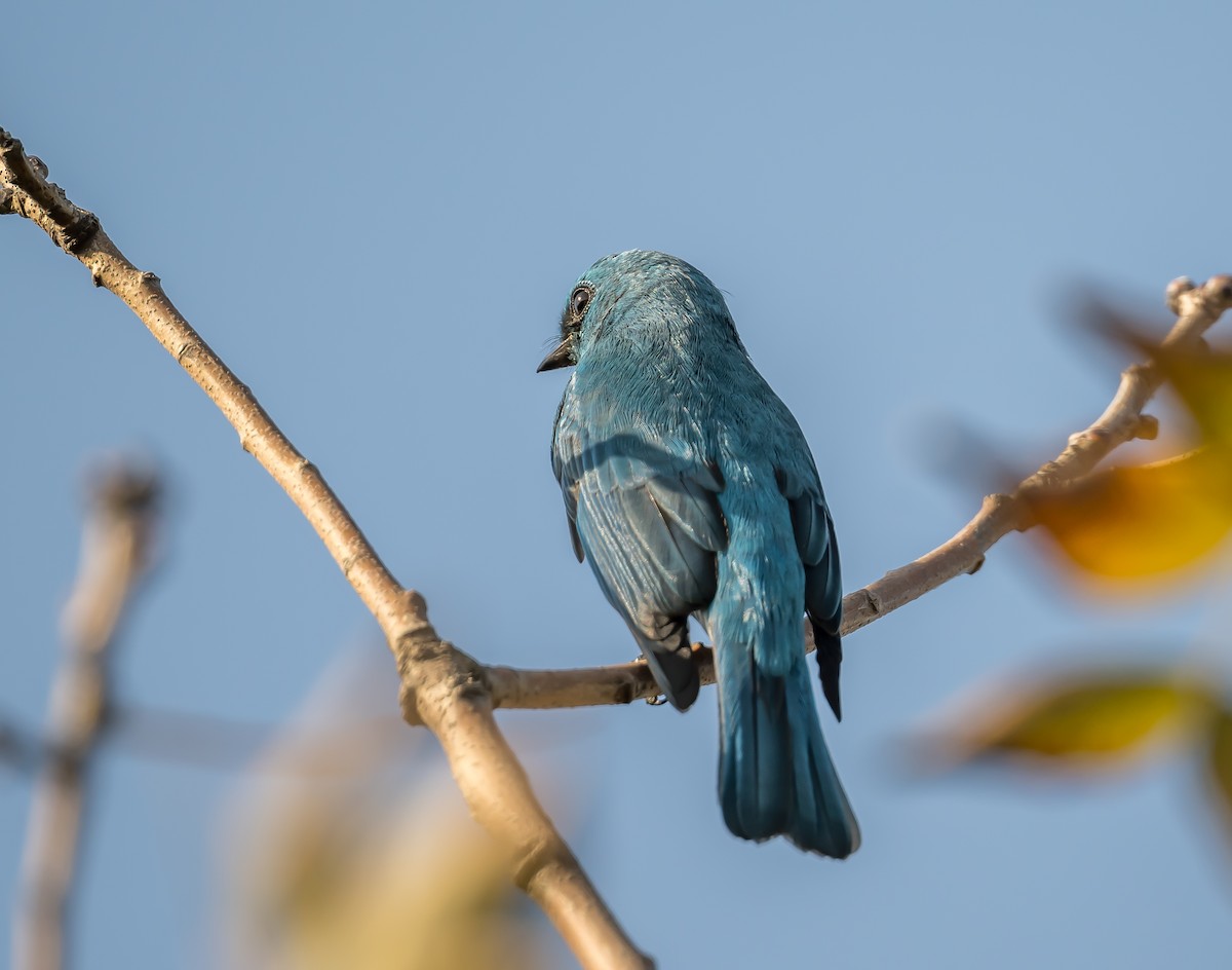 Verditer Flycatcher - ML626949030