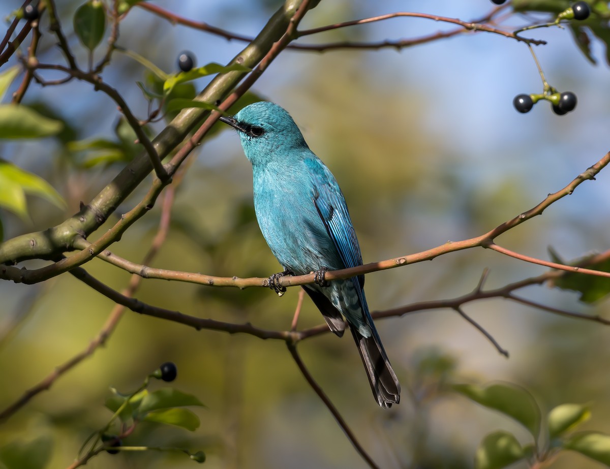 Verditer Flycatcher - ML626949031