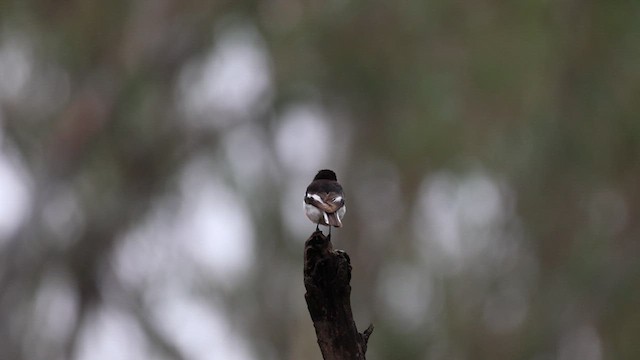 Red-capped Robin - ML626949258