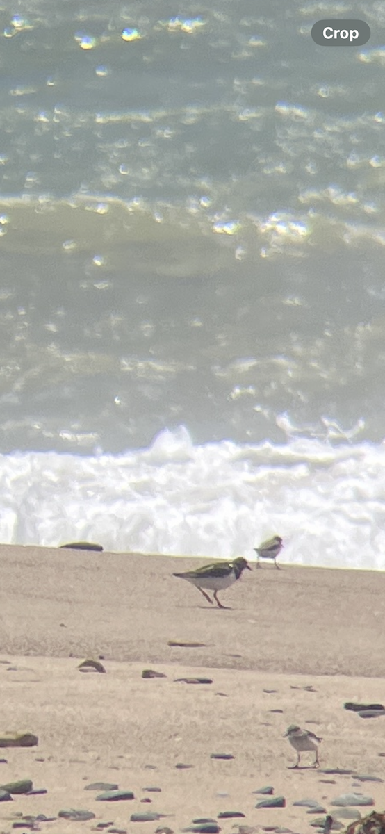 Ruddy Turnstone - ML626949523