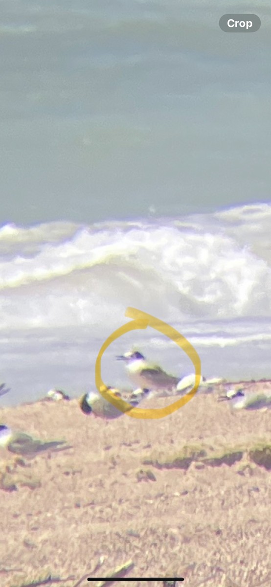 Aleutian Tern - ML626949548