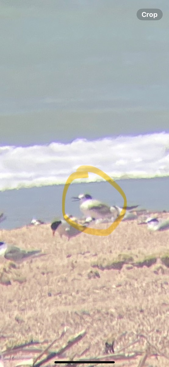 Aleutian Tern - ML626949549