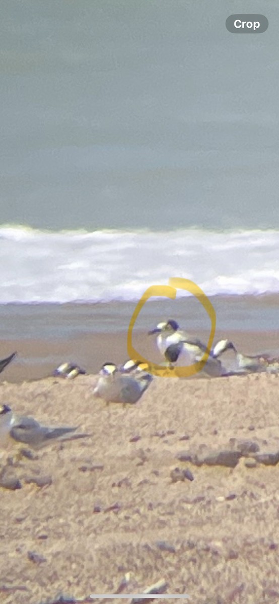 Aleutian Tern - ML626949550