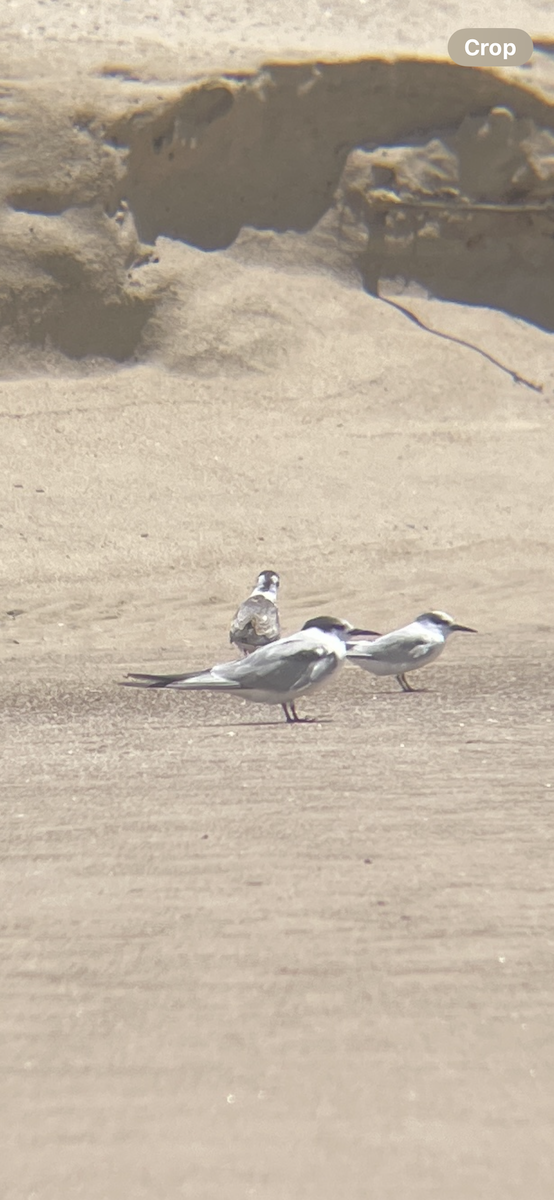 White-winged Tern - ML626949560