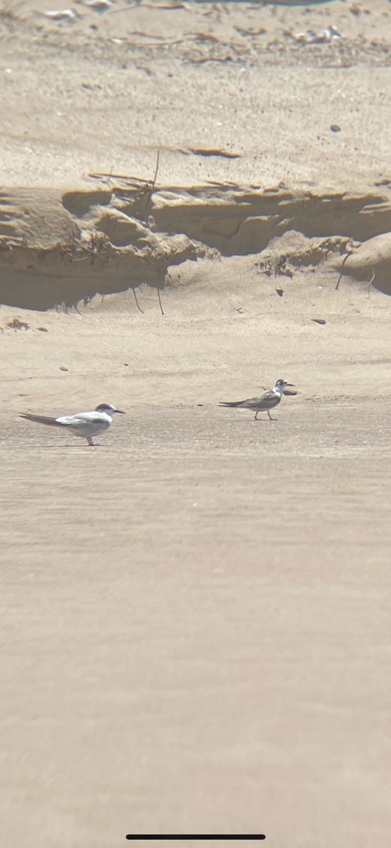 White-winged Tern - ML626949561