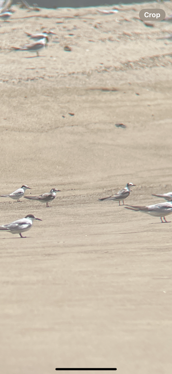 White-winged Tern - ML626949562