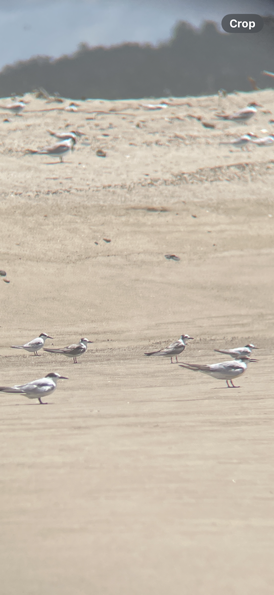 White-winged Tern - ML626949563