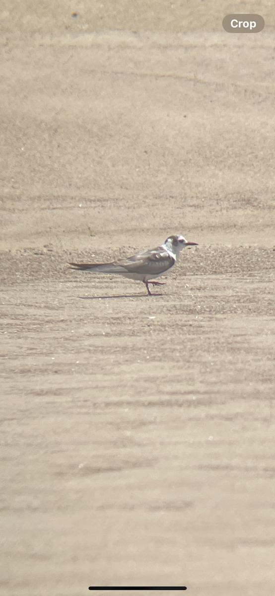 White-winged Tern - ML626949564