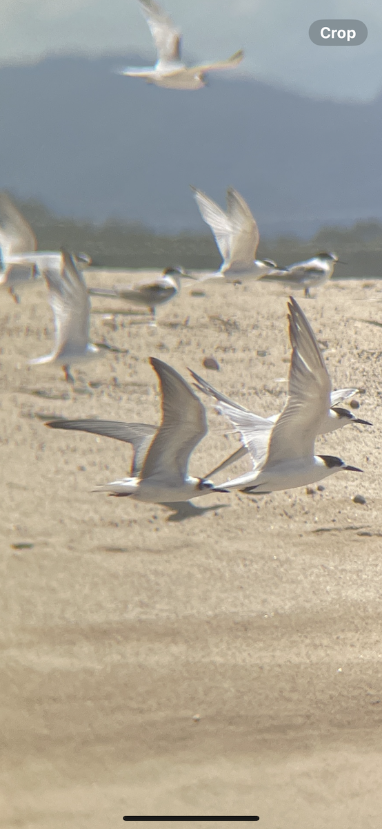 White-winged Tern - ML626949565
