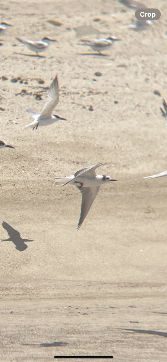 White-winged Tern - ML626949566