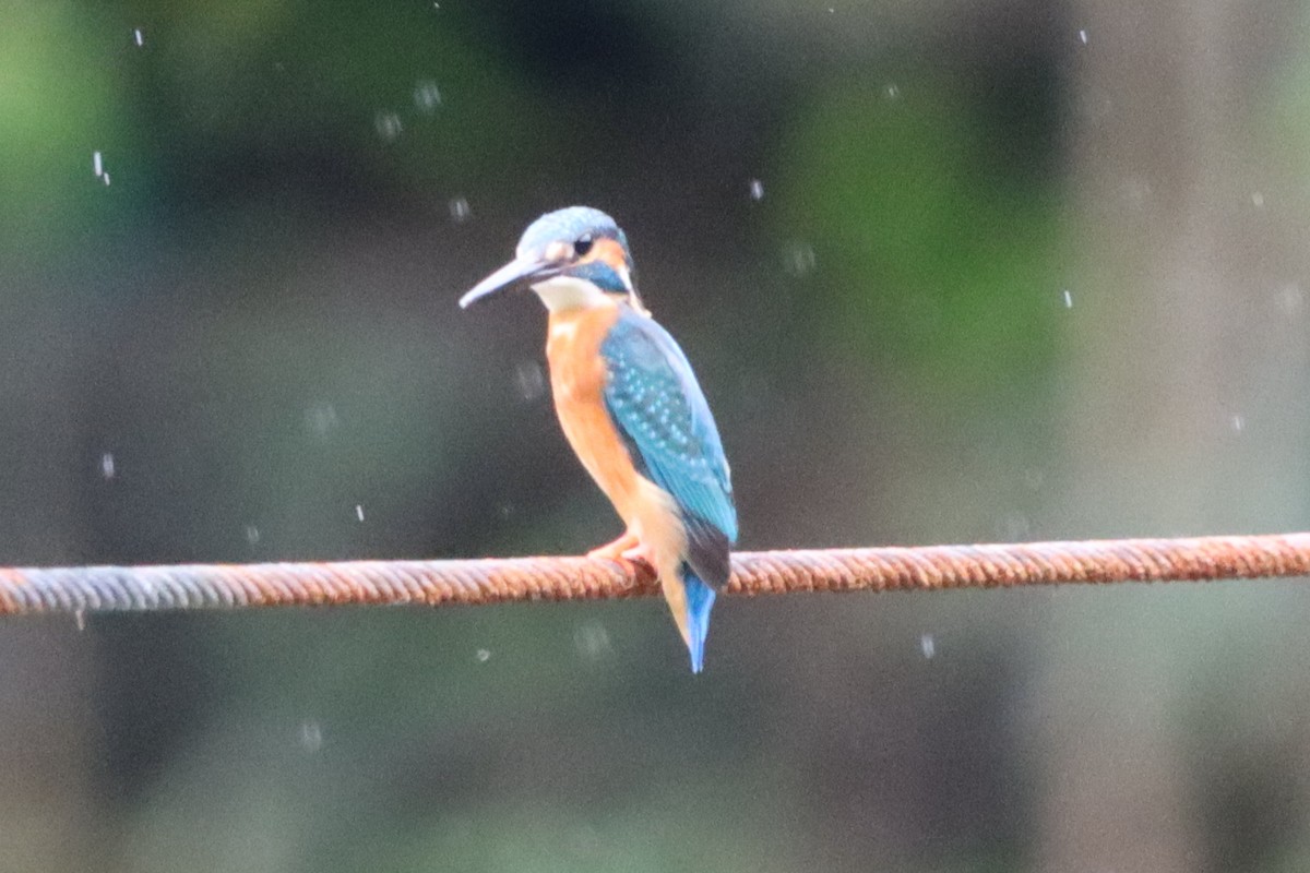 Common Kingfisher - ML626949775